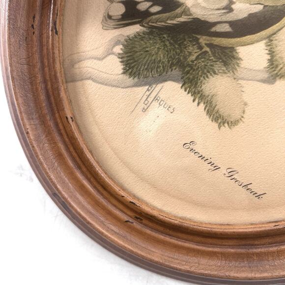 Francis Lee Jaques Birds Evening Grosbeak Print Oval Frame Cottage Decor - Picture 2 of 4